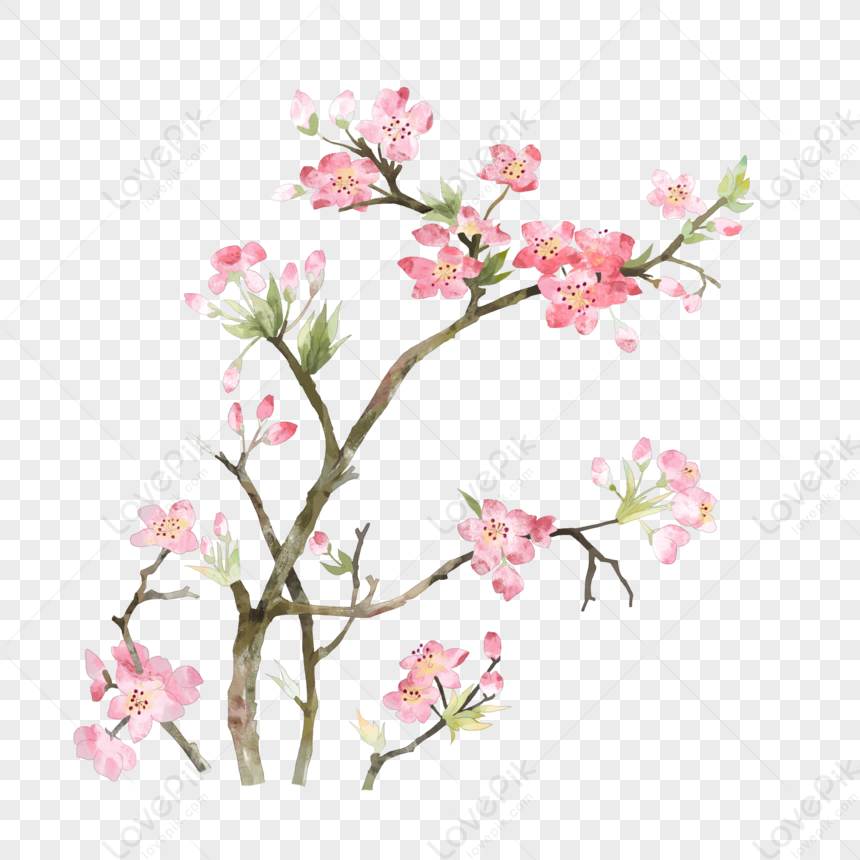 Ink Peach, Hand Drawn Peach, Peach, Flower PNG Transparent Background ...