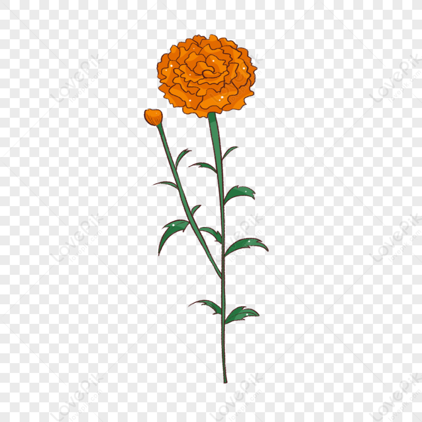 Share more than 227 marigold flower sketch best