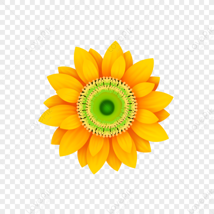 Hermosa Flor De Girasol Realista PNG Imágenes Gratis - Lovepik