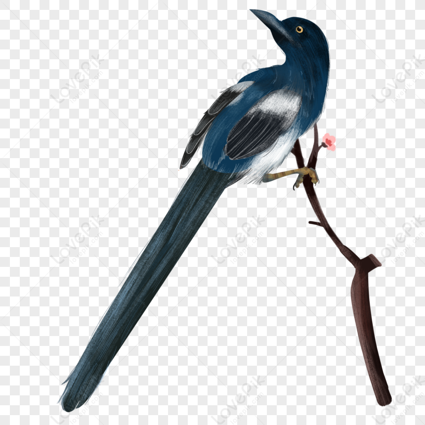 Branch Magpie PNG Free Download And Clipart Image For Free Download ...