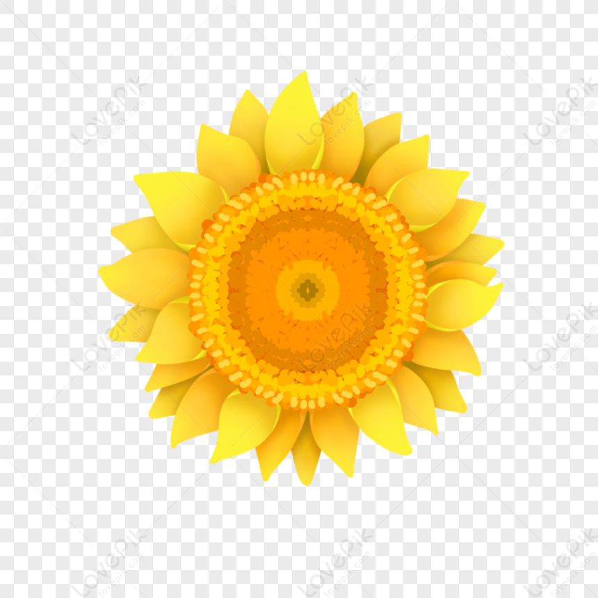 Girasol Dorado Brillante PNG Imágenes Gratis - Lovepik