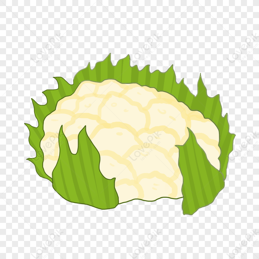 Cauliflower PNG Image And Clipart Image For Free Download - Lovepik |  401550858