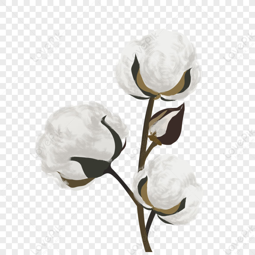 Cotton PNG Image And Clipart Image For Free Download - Lovepik | 401531208