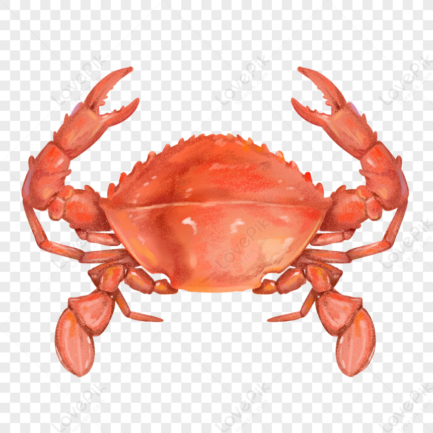 Hand Drawn Crab PNG White Transparent And Clipart Image For Free ...