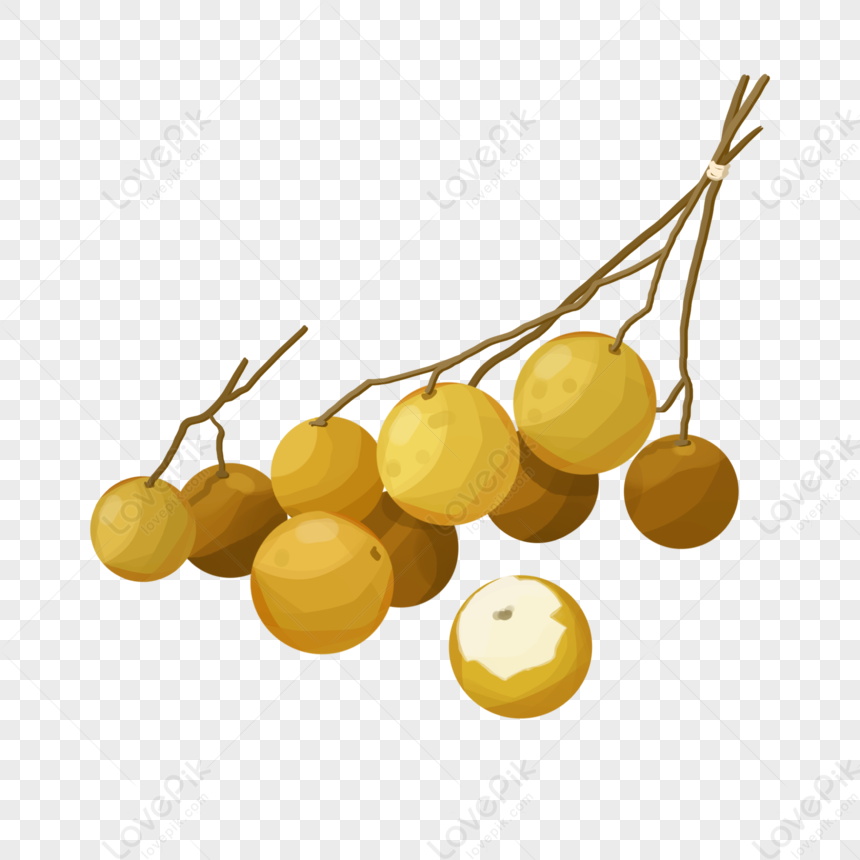 Longan Free PNG And Clipart Image For Free Download - Lovepik | 401547319