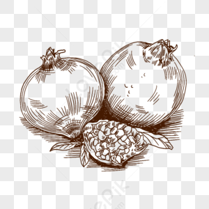 Fruit Line Drawing PNG Images With Transparent Background | Free ...