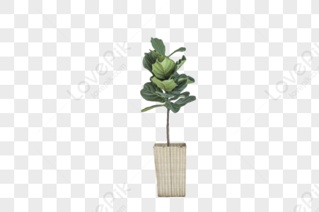 Plant PNG Images With Transparent Background | Free Download On Lovepik