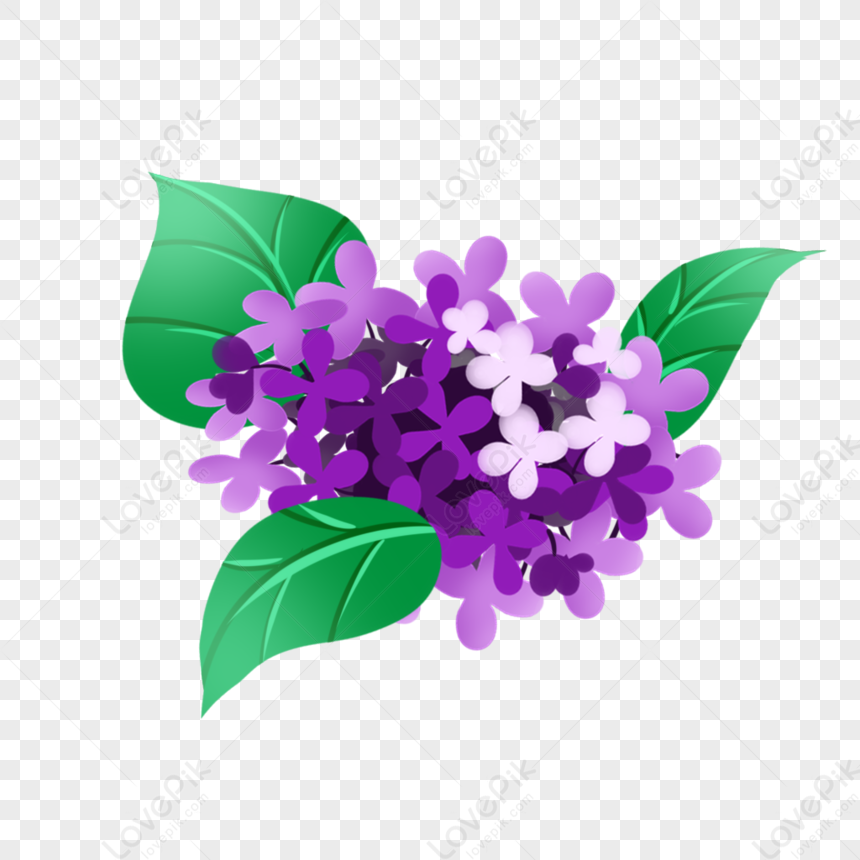 Flor Morada PNG Imágenes Gratis - Lovepik