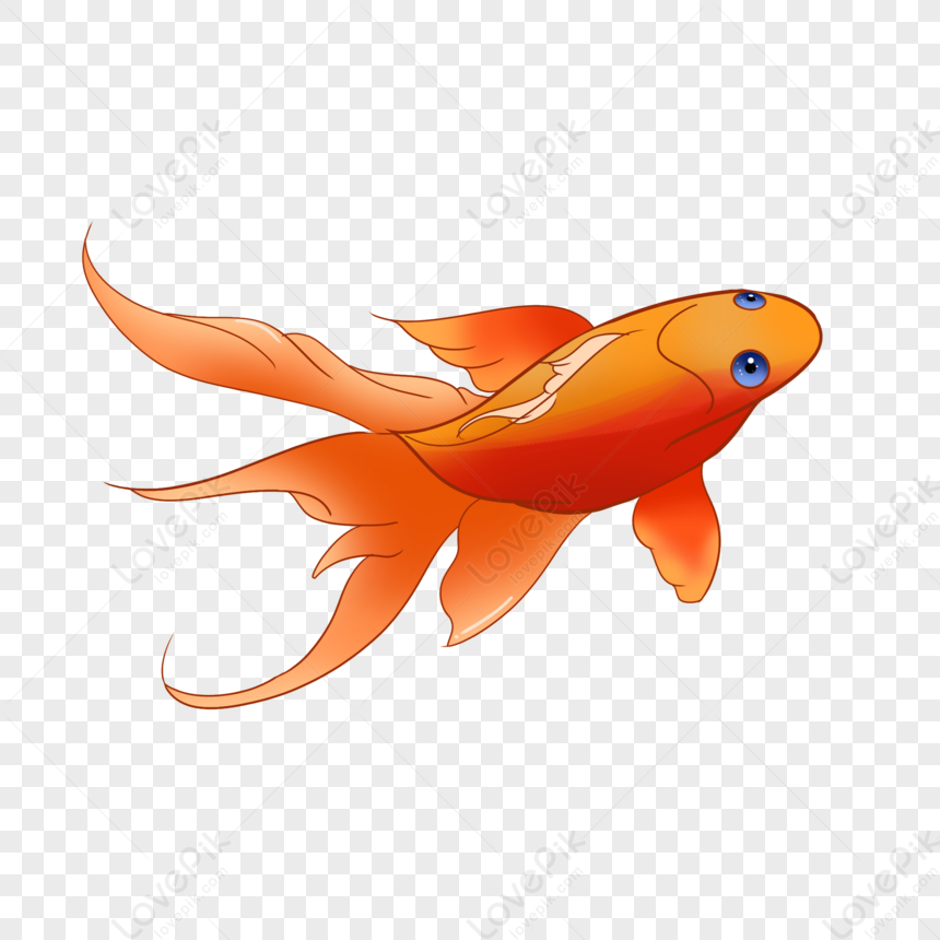 Illustration Tricolor Ranchu Goldfish: Hình minh họa có sẵn 1039923682 |  Shutterstock