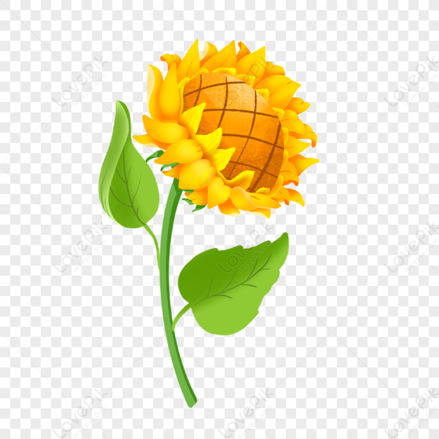 Sunflower Side PNG White Transparent And Clipart Image For Free Download -  Lovepik | 401545602