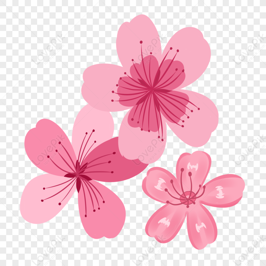 Three Flowers, Three Flowers, Pink Flowers, Three PNG Transparent ...