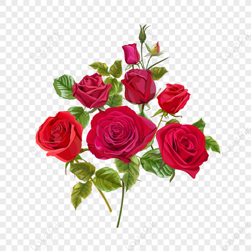 Vector Dibujado A Mano Rosas PNG Imágenes Gratis - Lovepik