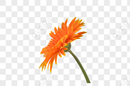 Gerbera PNG Images With Transparent Background | Free Download On Lovepik