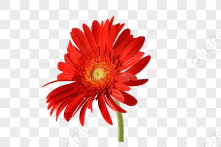 Gerbera PNG Images With Transparent Background | Free Download On Lovepik