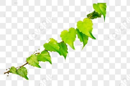 Vines PNG Images With Transparent Background | Free Download On Lovepik