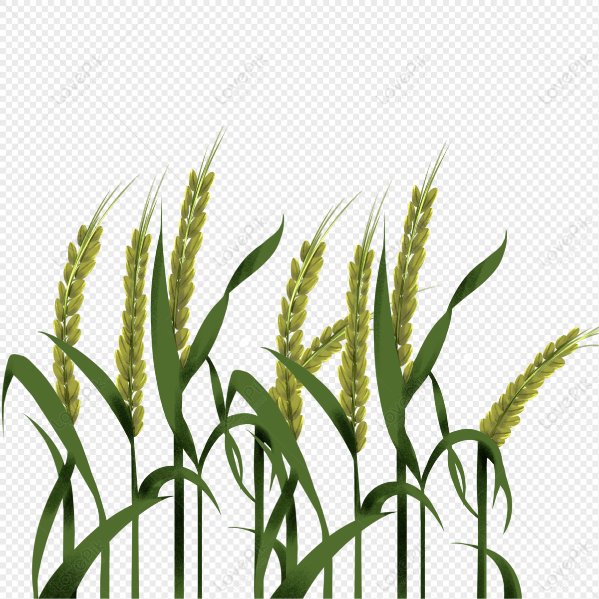 Cyan Wheat PNG Transparent Image And Clipart Image For Free Download ...