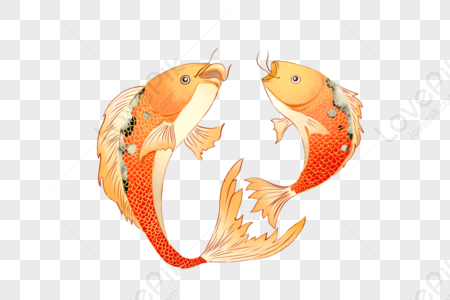 Koi PNG Images With Transparent Background | Free Download On Lovepik