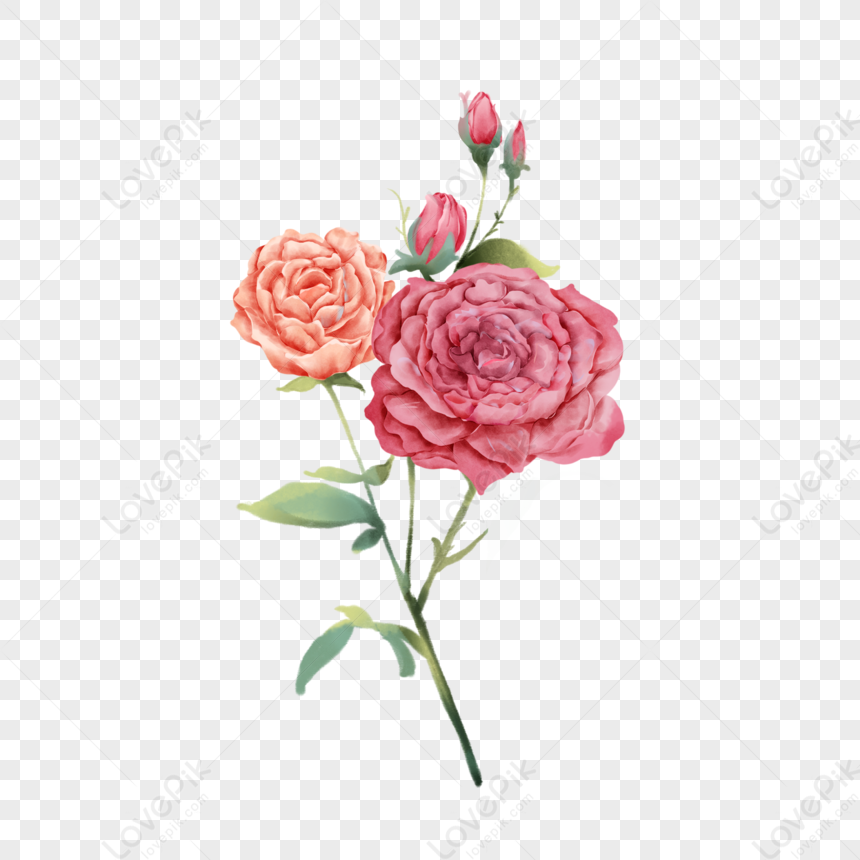 Peony PNG Free Download And Clipart Image For Free Download - Lovepik |  401671473