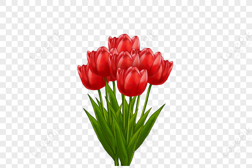 Un Ramo De Tulipanes Rojos En Flor PNG Imágenes Gratis - Lovepik