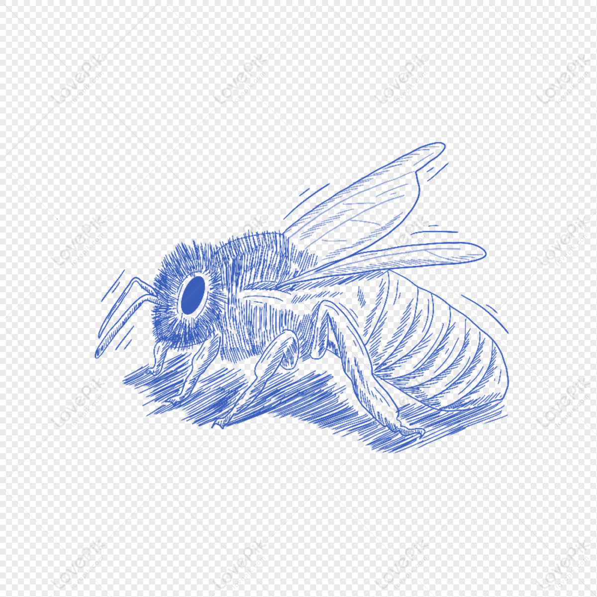 Sketching and Drawing Bees