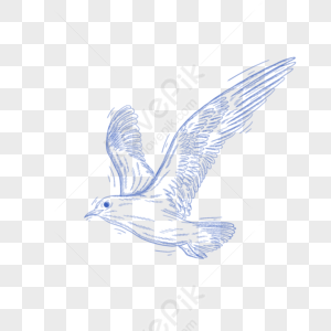 Seagull Stick Figure Png Images With Transparent Background 