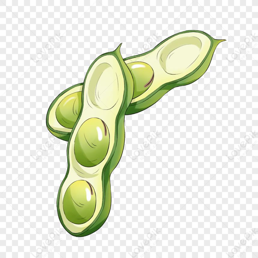 Broad Bean Free PNG And Clipart Image For Free Download - Lovepik ...