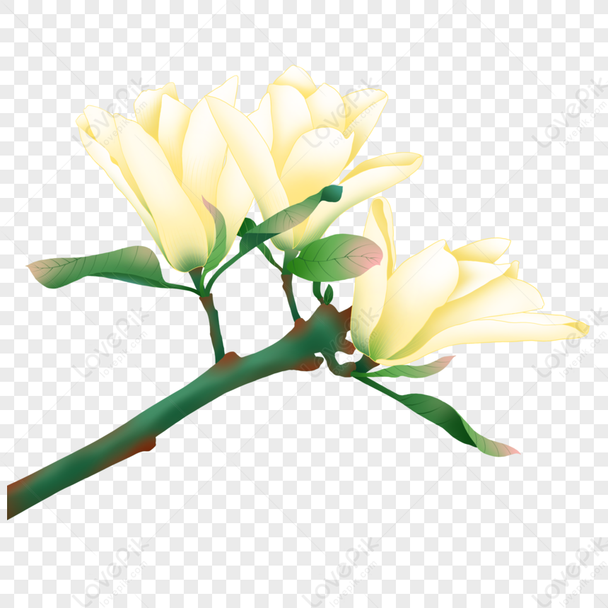 Dibujos Animados Primavera Flor De Magnolia Blanca PNG Imágenes Gratis -  Lovepik