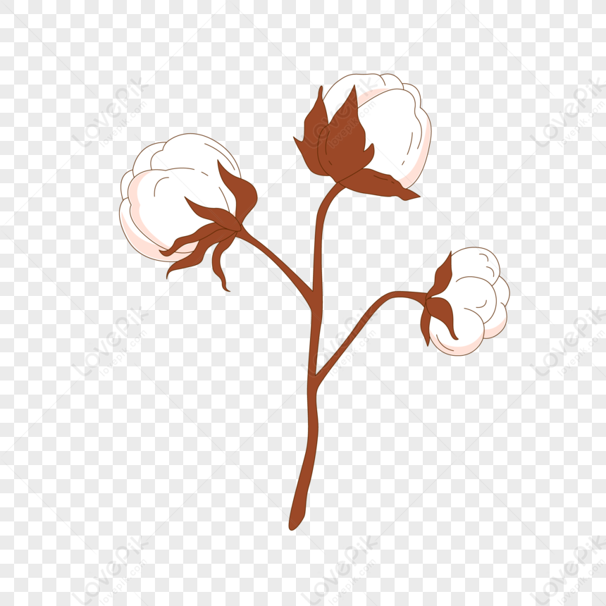 Cotton PNG Picture And Clipart Image For Free Download - Lovepik ...