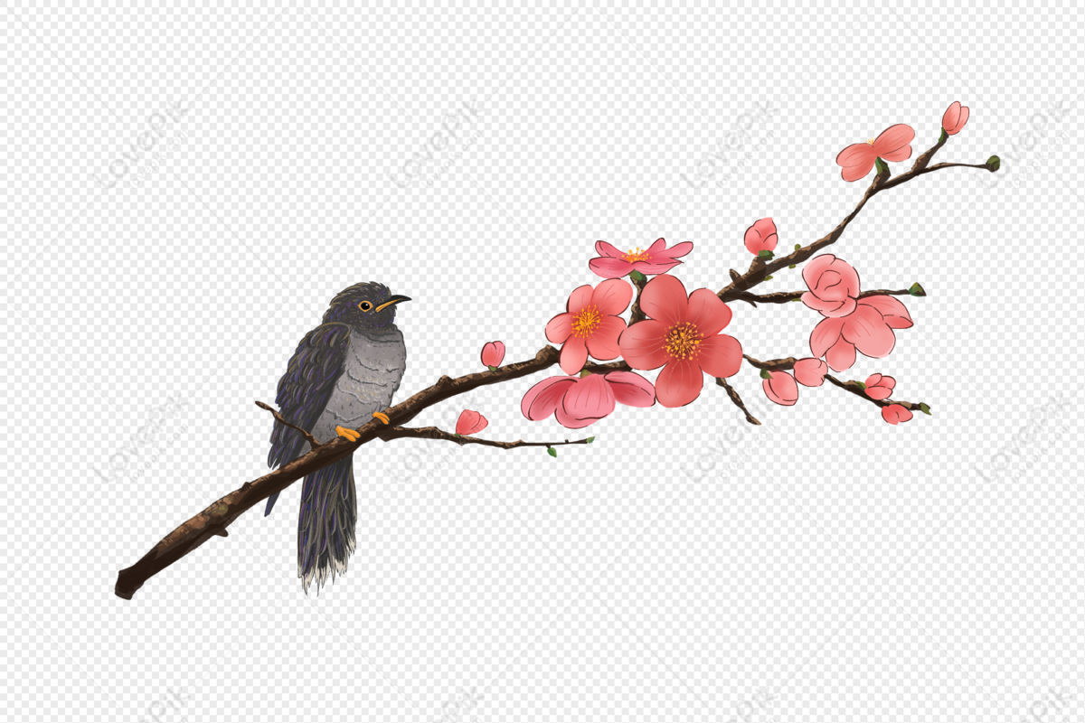 Cuckoo Bird PNG Images With Transparent Background | Free Download On  Lovepik