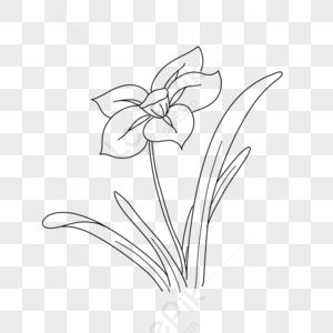 Daffodil Png PNG Images With Transparent Background | Free Download On ...