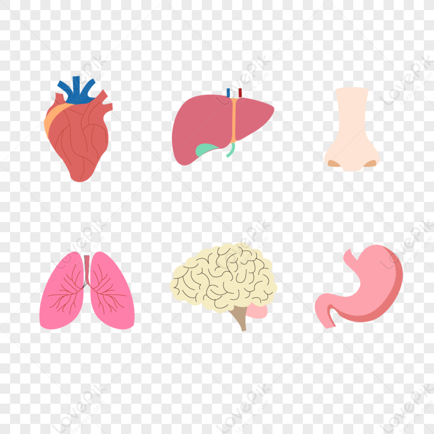 Five Internal Organs PNG Hd Transparent Image And Clipart Image For ...