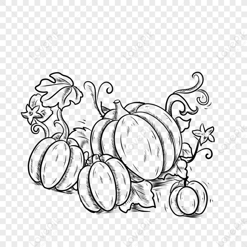 Food Vegetable Black And White Line Pumpkin Png Free Download And Clipart  Image For Free Download - Lovepik | 401693383