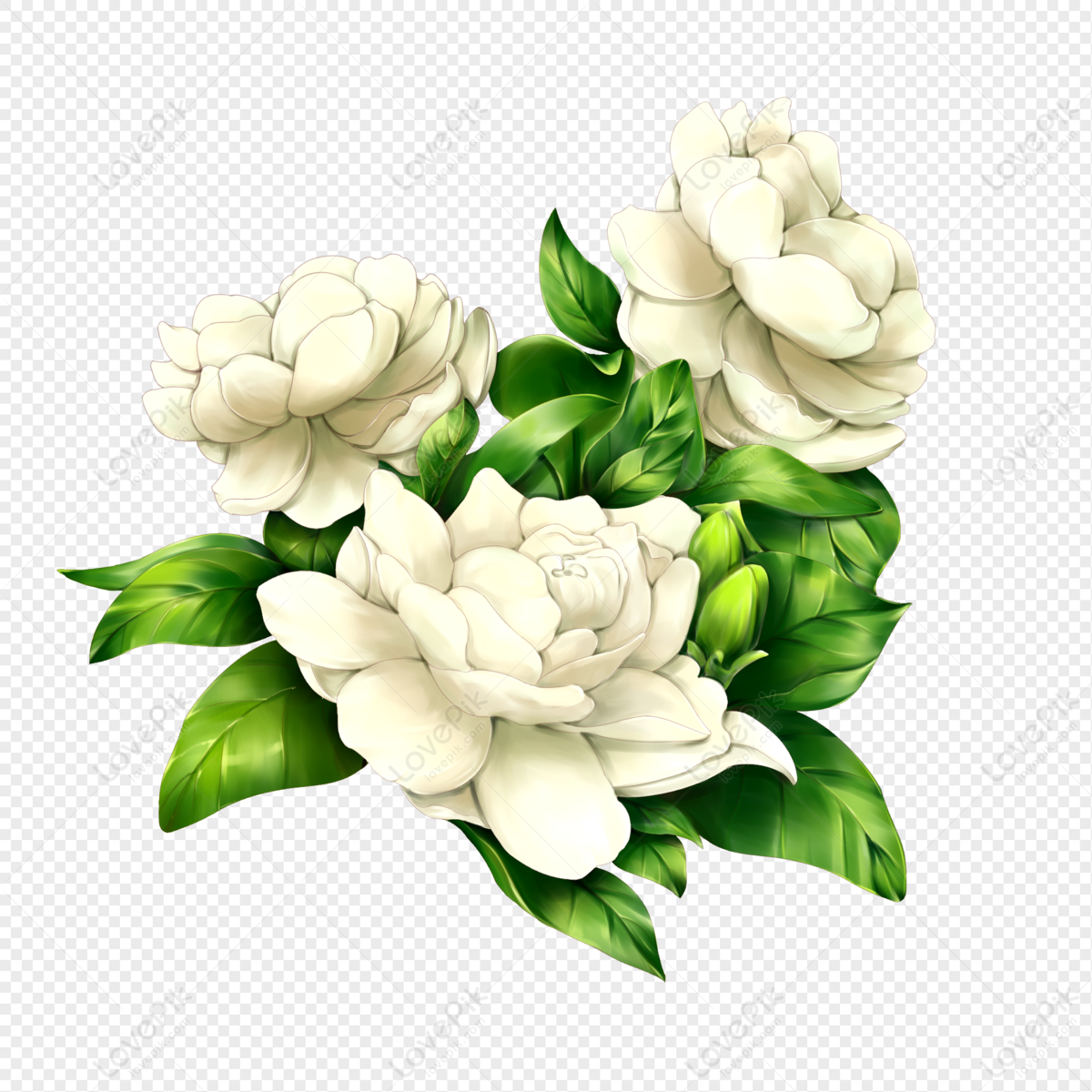 Arabian Jasmine, Jasmine, Mogra, Sampaguita, Plant, Motia, Sambac, Flower,  Scented, Jasmin, png | PNGWing