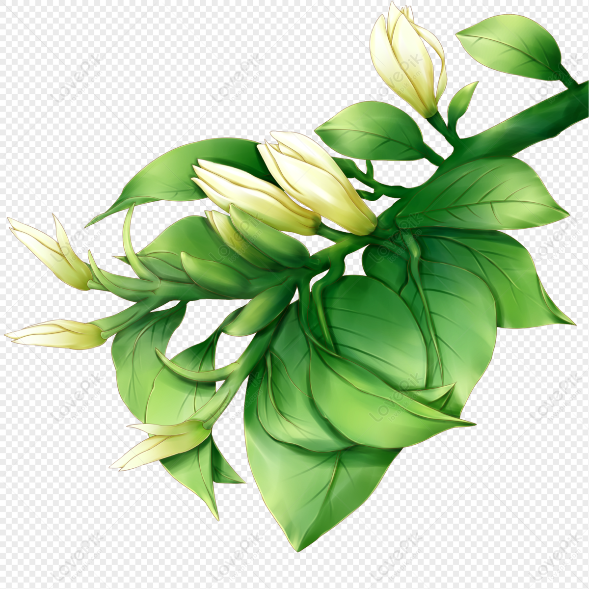 Orquídea Blanca PNG Imágenes Gratis - Lovepik