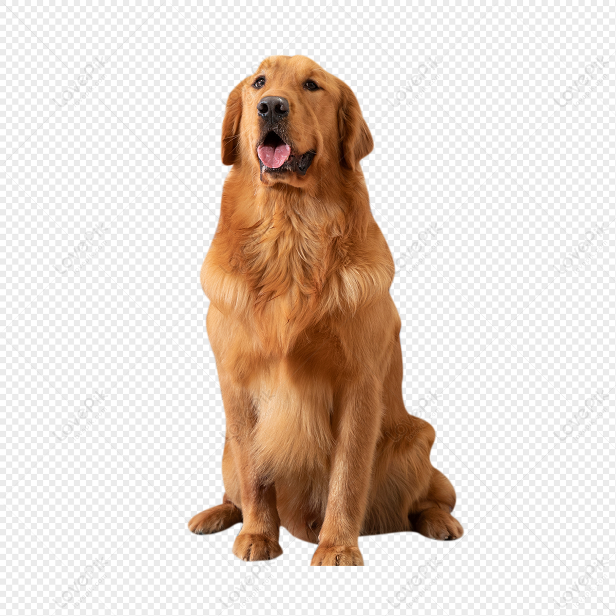 Golden Dog PNG White Transparent And Clipart Image For Free ...