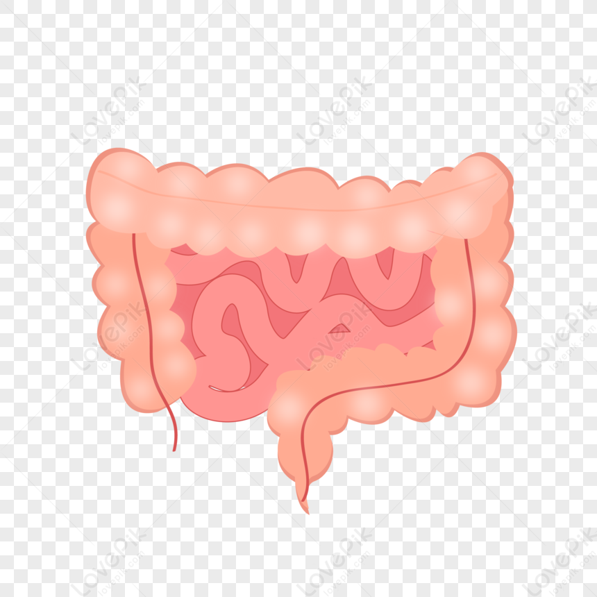 Gut Health, Organic, Medical, Gut PNG Transparent Image And Clipart ...