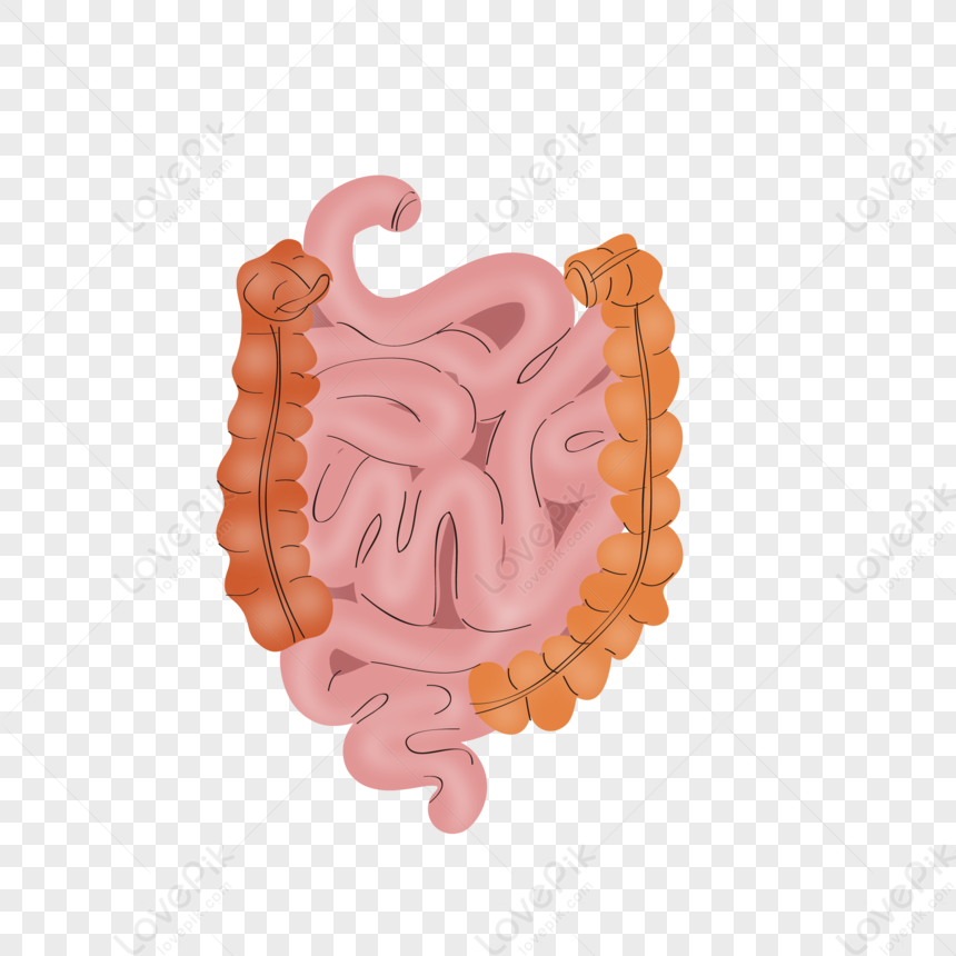 Gut Health PNG Free Download And Clipart Image For Free Download ...