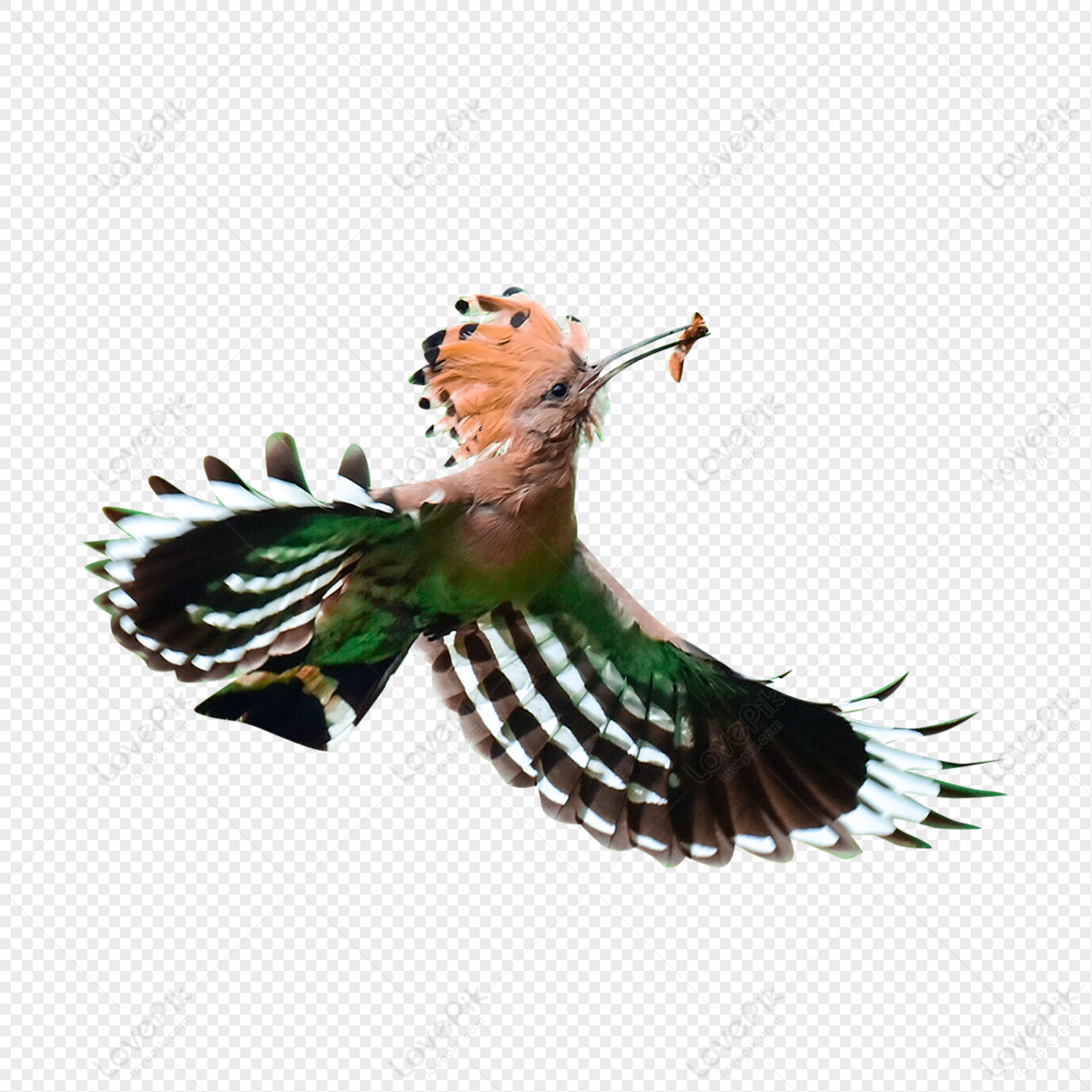 hoopoe bird clipart