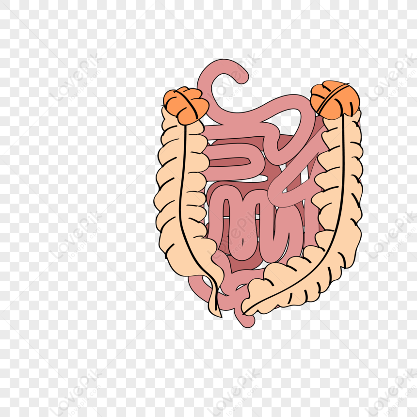 Intestinal Management PNG Transparent And Clipart Image For Free ...