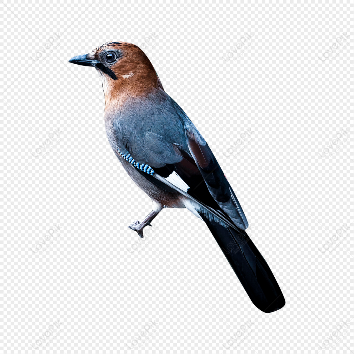 Blue Jay PNG Transparent Images Free Download, Vector Files