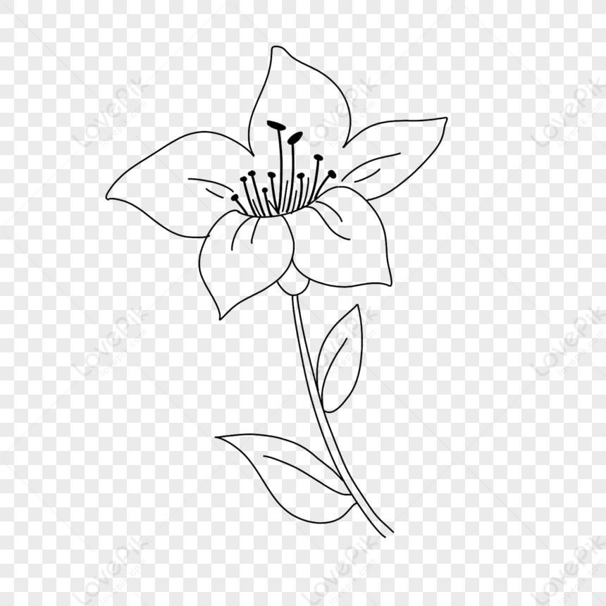 Lily Stick Figure PNG White Transparent And Clipart Image For Free ...