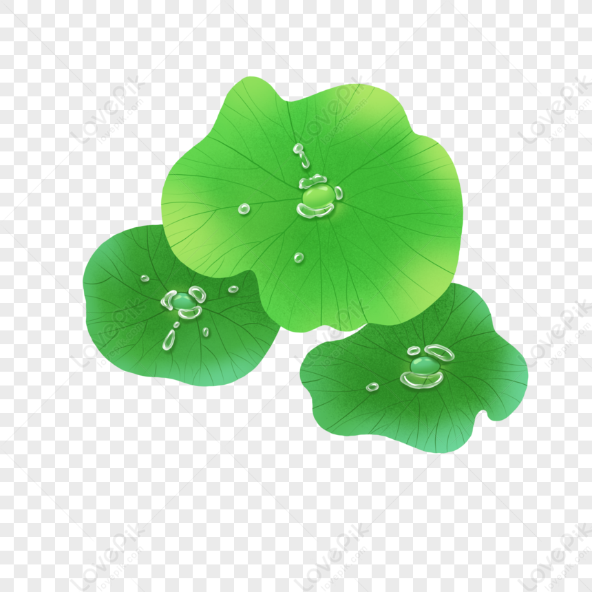 Lotus Leaf PNG Transparent Background And Clipart Image For Free ...