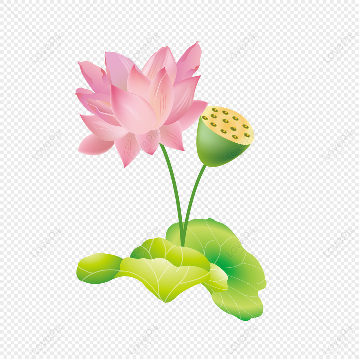 Lotus PNG Images With Transparent Background | Free Download On ...