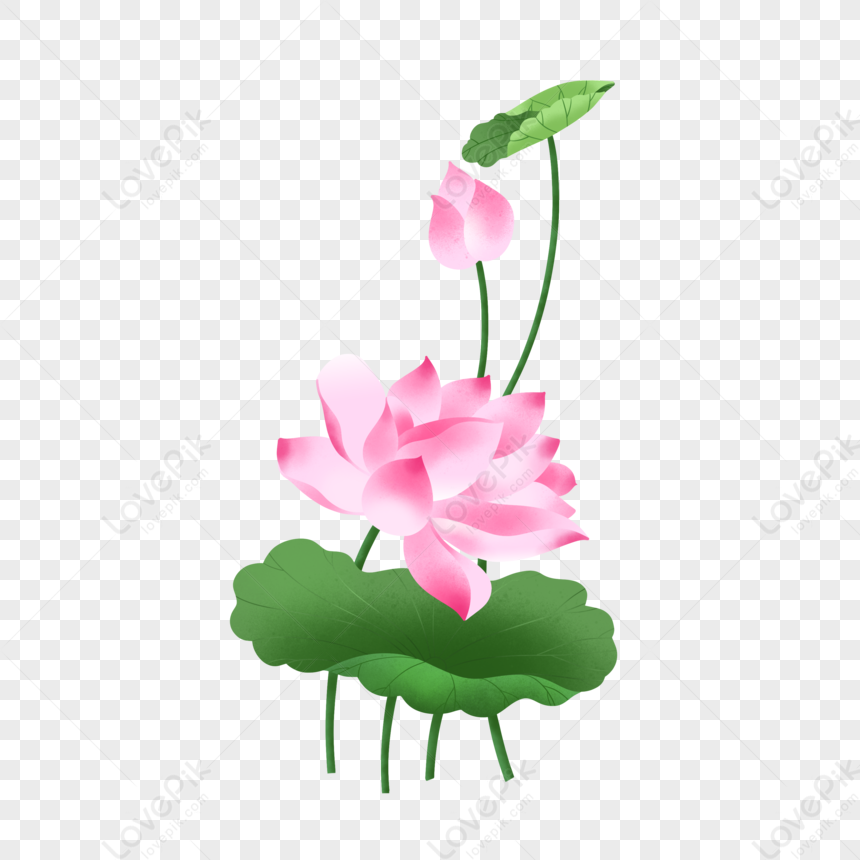 Lotus Petals Decoration Decoration Picture PNG Transparent And Clipart ...