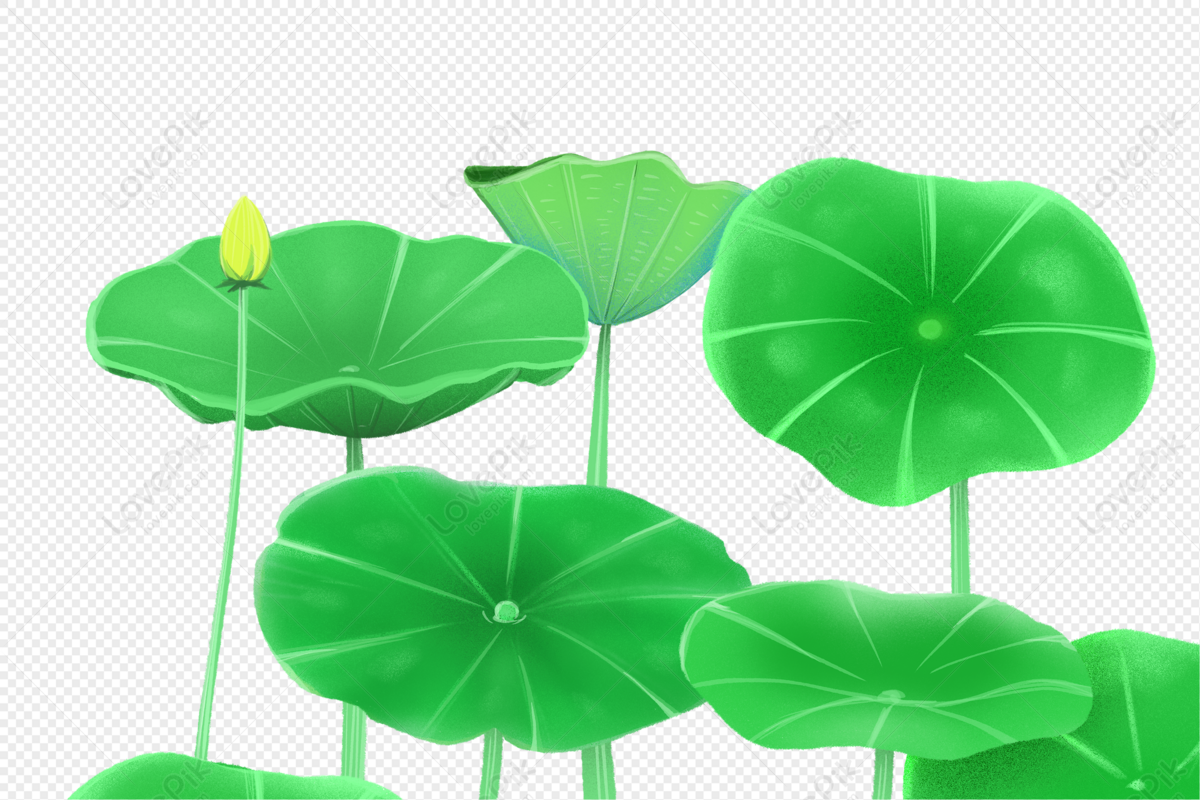 Lotus Petals Illustration Illustration Picture Free PNG And Clipart ...