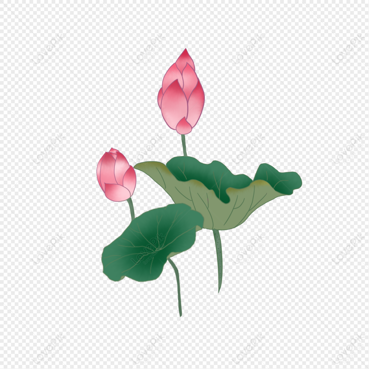 Fiore Di Loto PNG Immagine Gratis, Grafica download su Lovepik