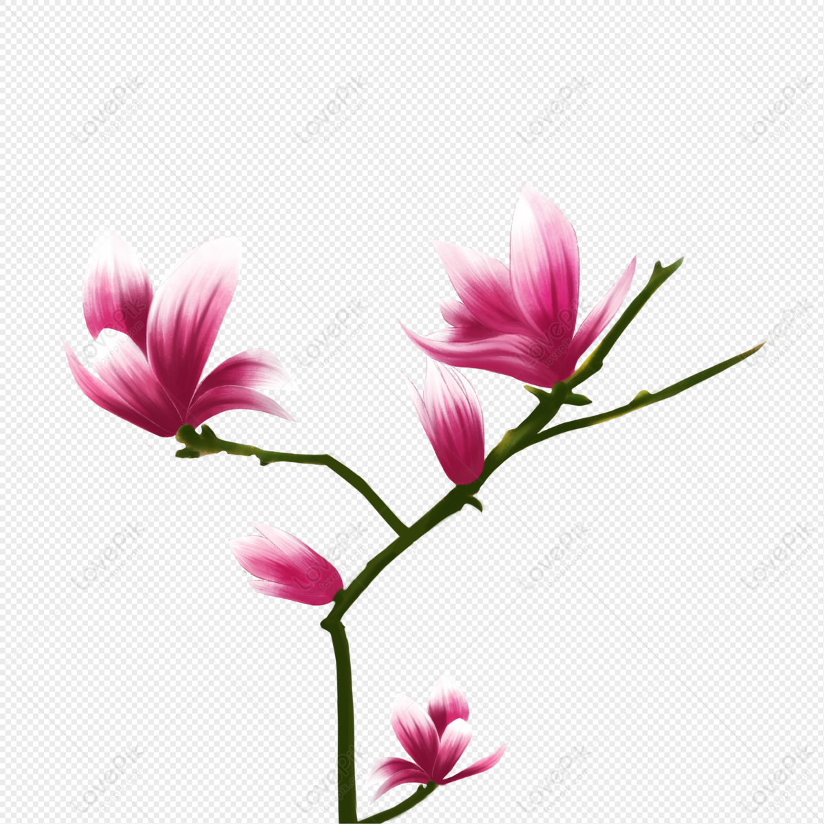 Flor De Magnolia PNG Imágenes Gratis - Lovepik
