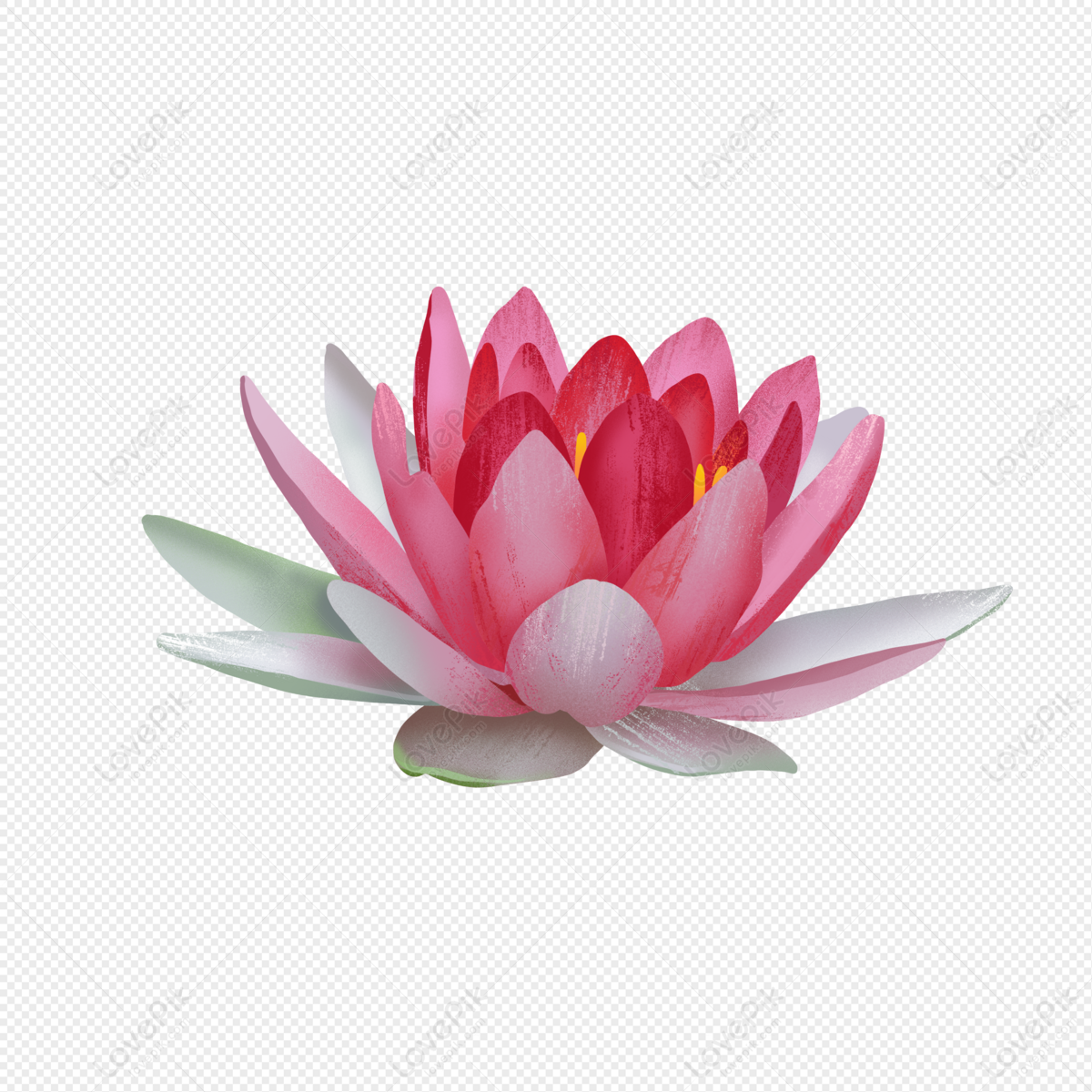 pink water lily clip art
