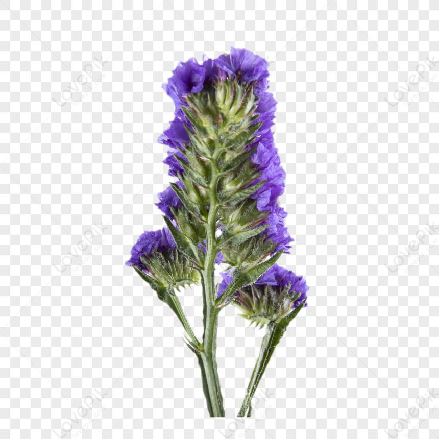 Flor De Lavanda Púrpura PNG Imágenes Gratis - Lovepik