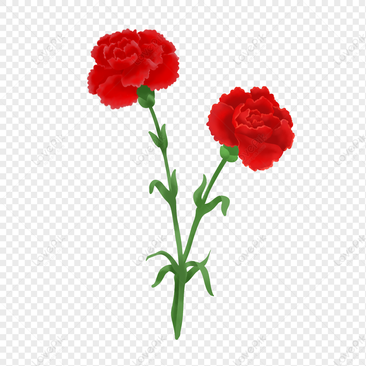 clipart flowers carnation